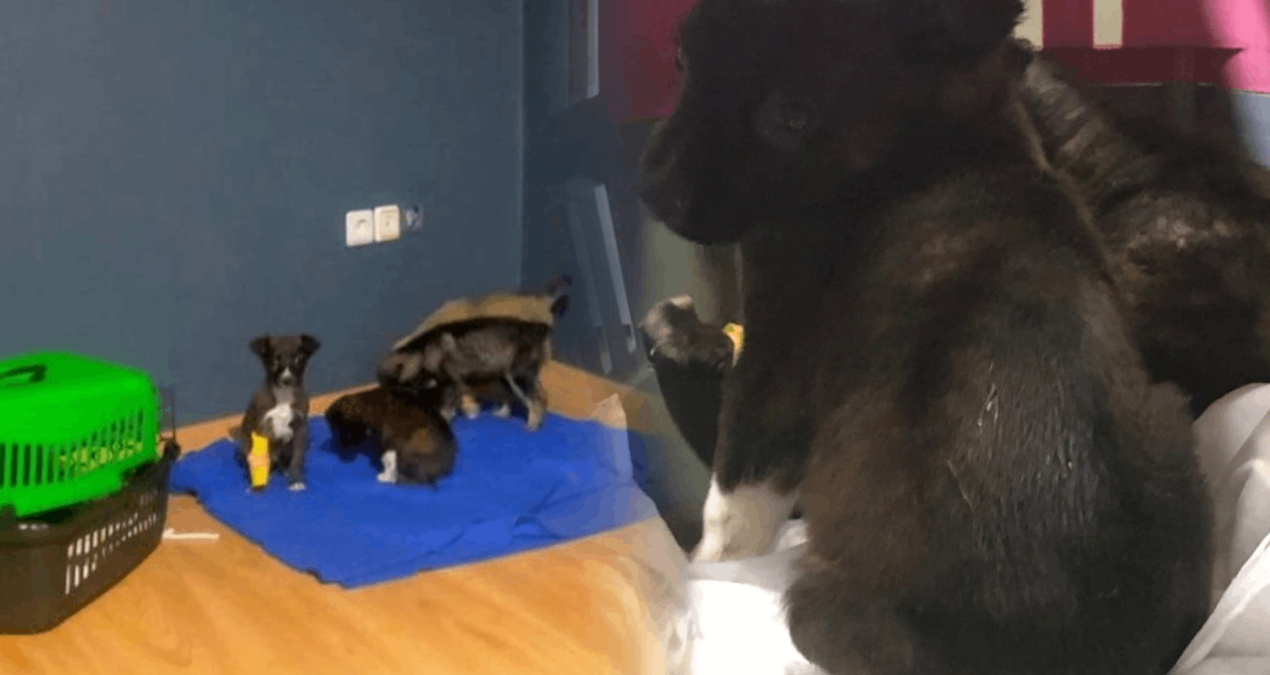 Barınakta skandal: Köpek yavrularını çöpe atmışlar