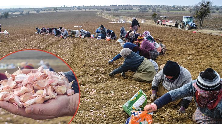 Taşköprü Sarımsağı’nın ekimine bu yıl erken başlandı