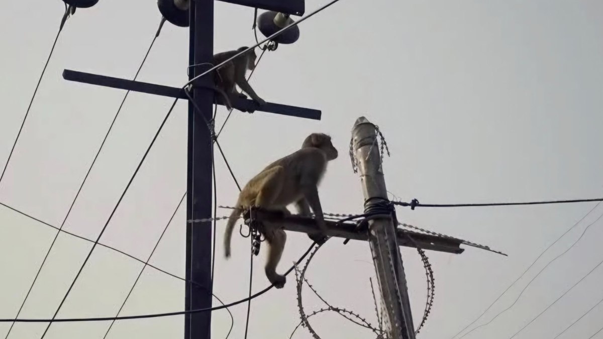 Sri Lanka’da yaşanan elektrik kesintisinin nedeniyle ilgili şaşırtan açıklama